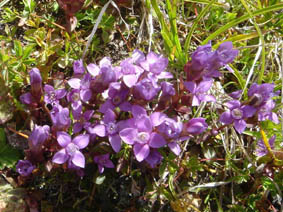 Gentianella campestris